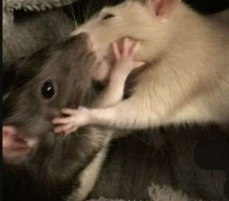 Ratr